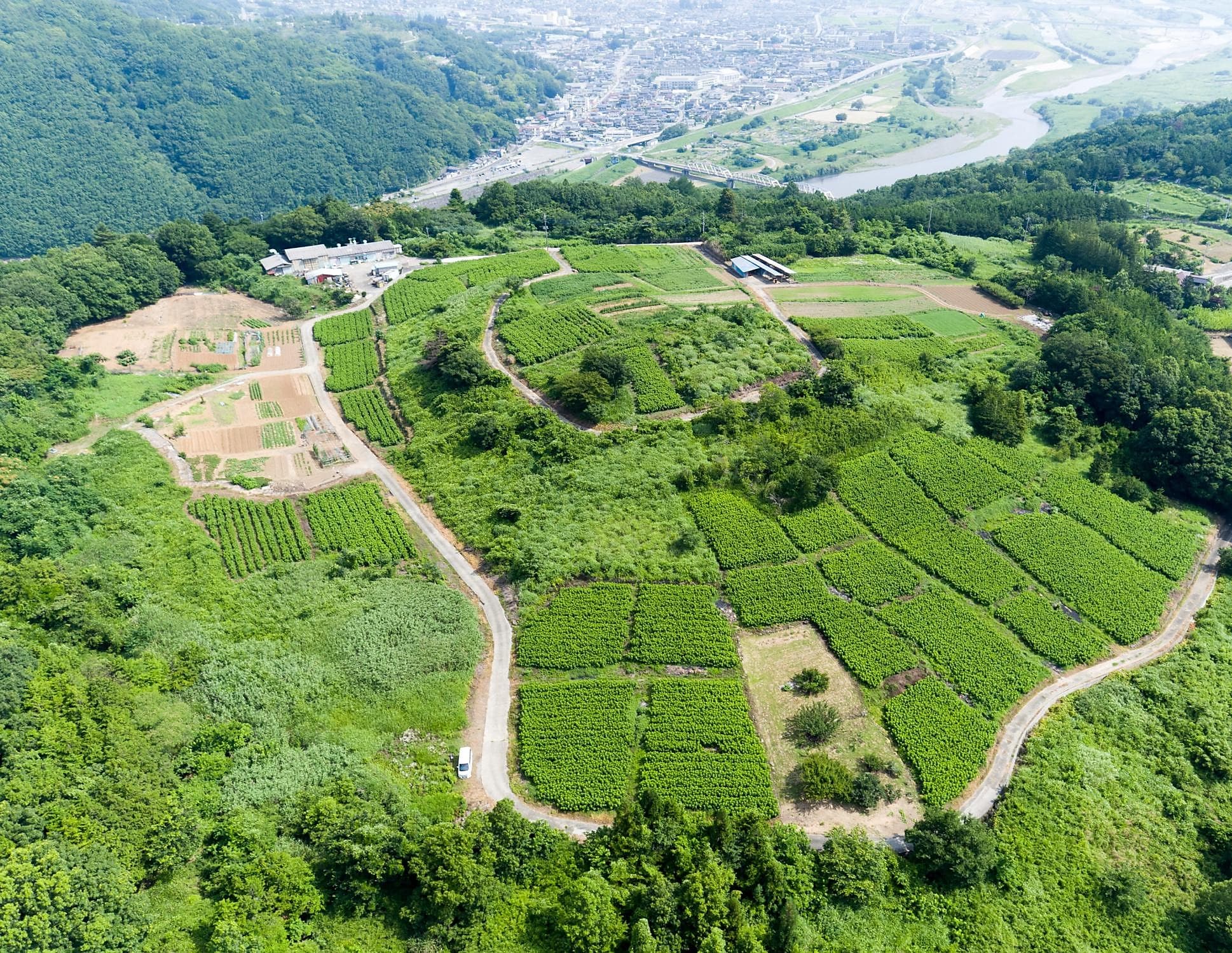 Aerial view of the mulberry farm — the source of KuwaPet ingredients