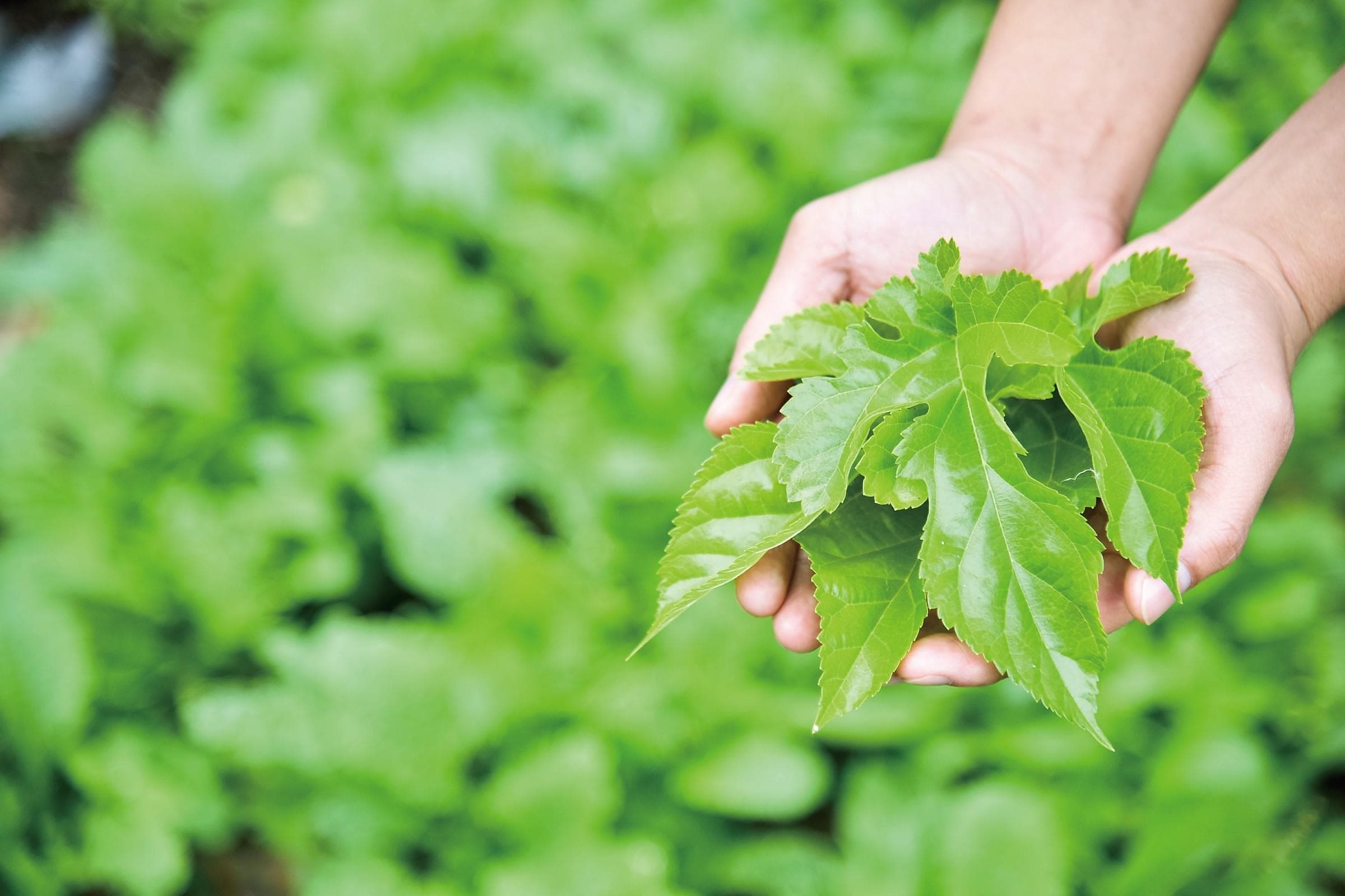 Hands holding fresh mulberry leaves from the farm